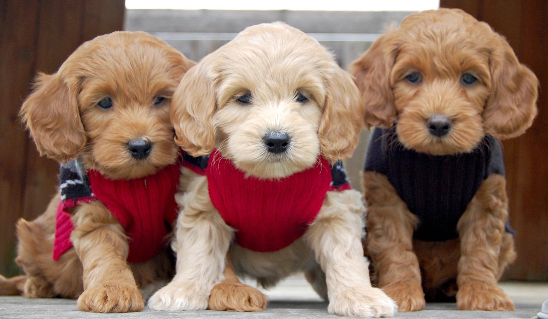 Home Crossfield Doodles Down South Labradoodle Puppies In South Carolina