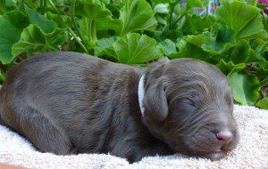 Female chocolate doodle on white rug