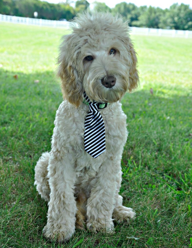 Trained Labradoodles - Crossfield Doodles