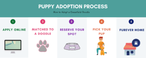 puppy adoption process