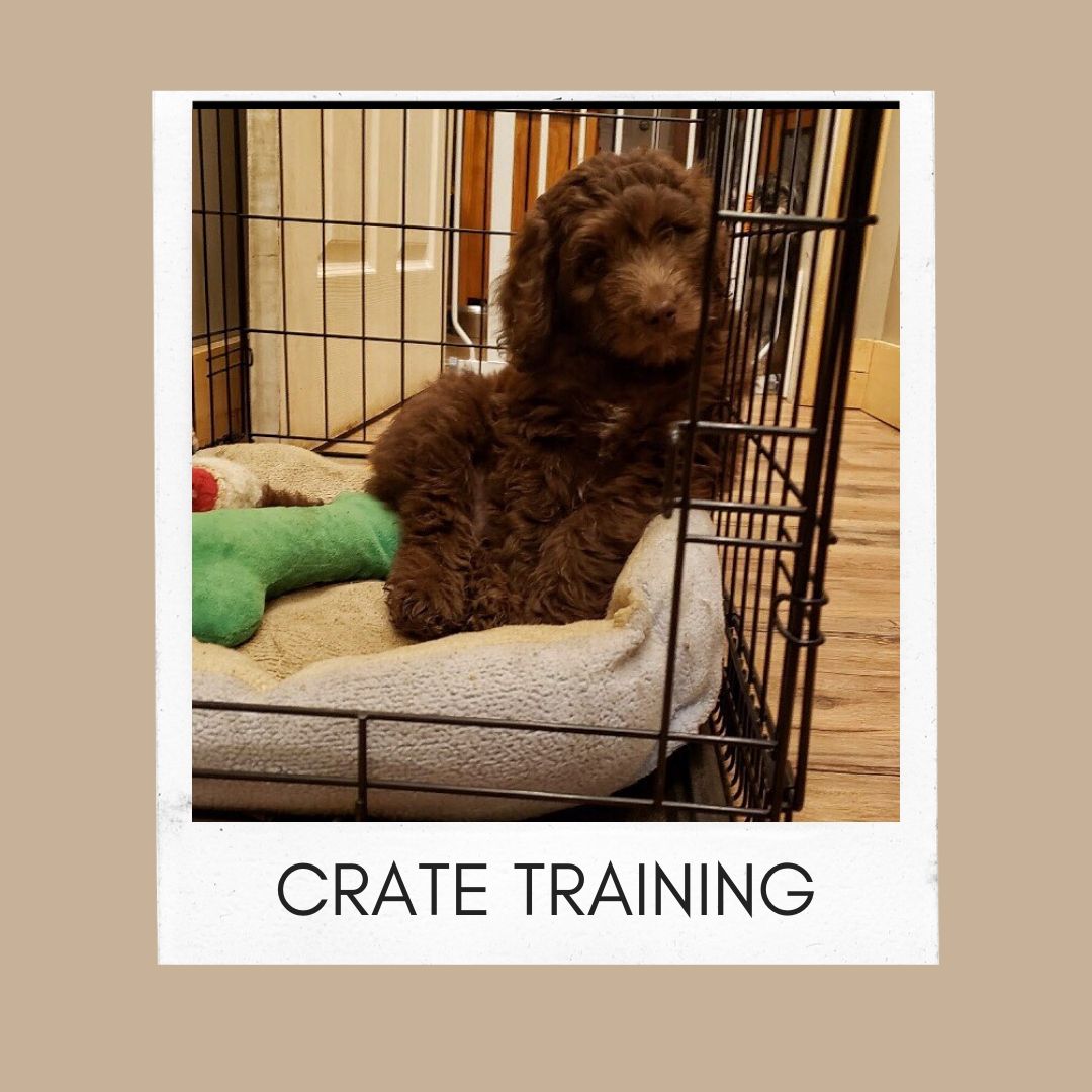 Crate Training