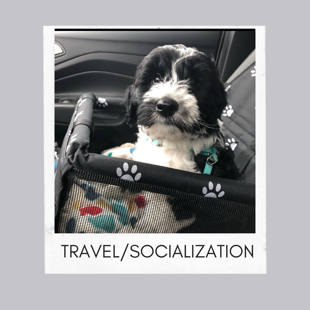 2 Travel and socialization