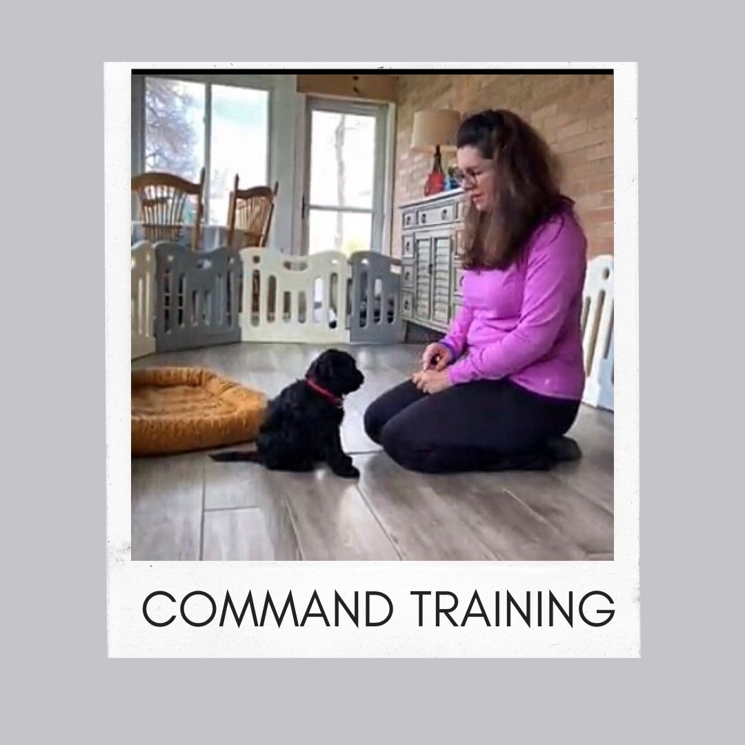 4 Command Training
