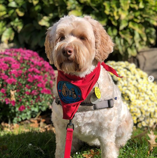 Lucy the Therapy Dog