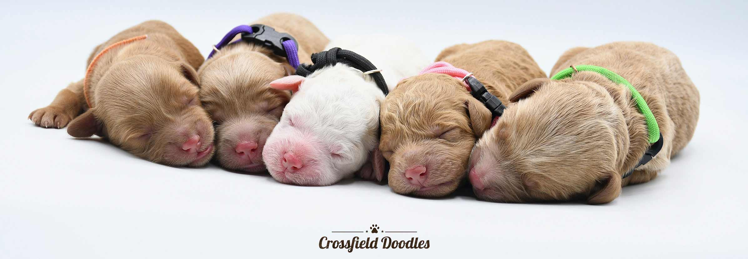 crossfield doodles puppies
