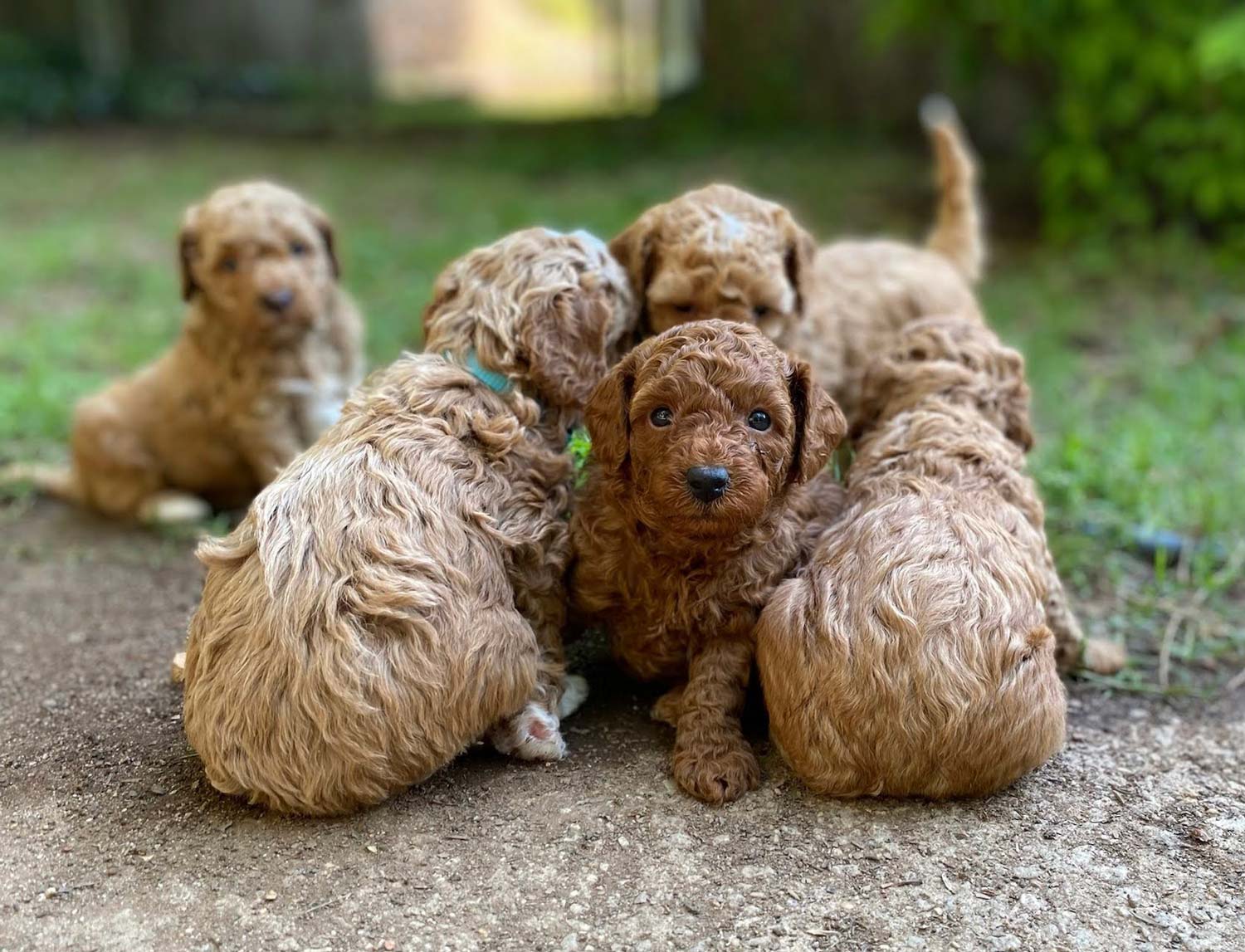 Doodle Puppies litter of five adorable goldendoodles