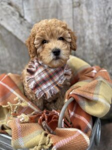 Goldendoodle available for adoption