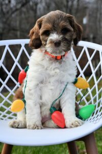 Standard doodle puppy for adoption