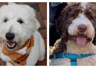 Aspen + Theo