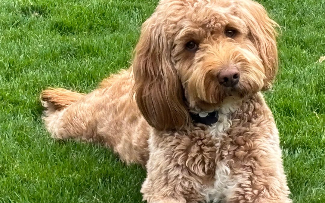 Stella