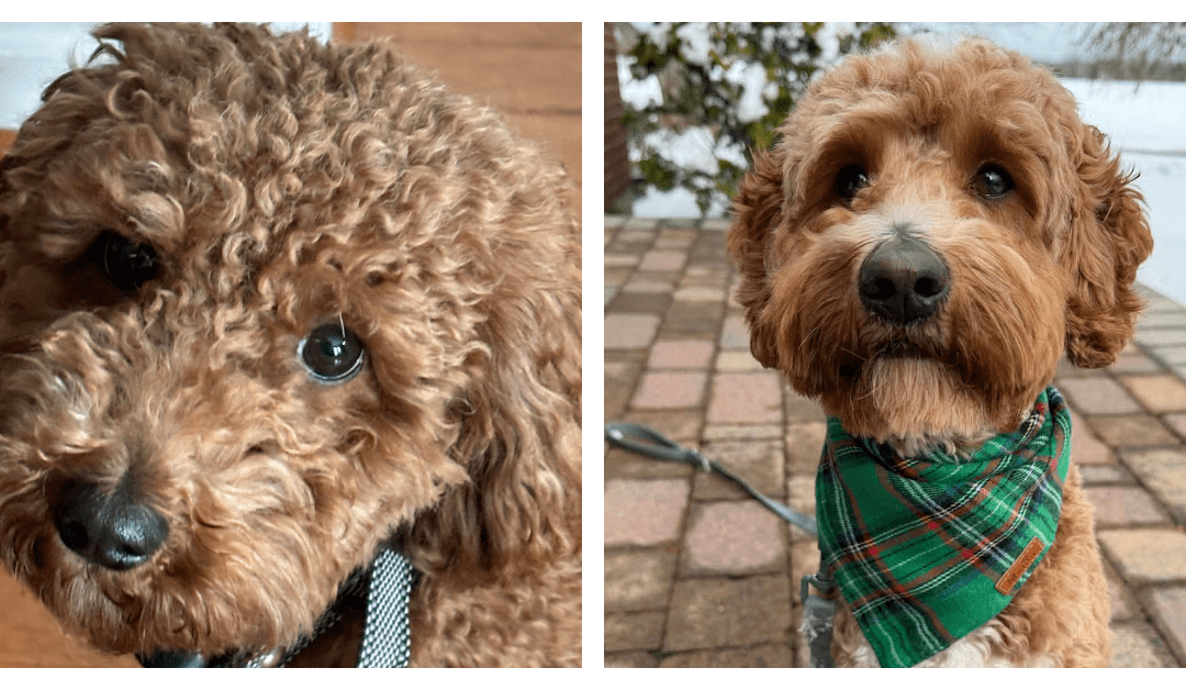 Georgia + Snickerdoodle