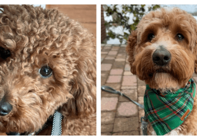 Georgia + Snickerdoodle