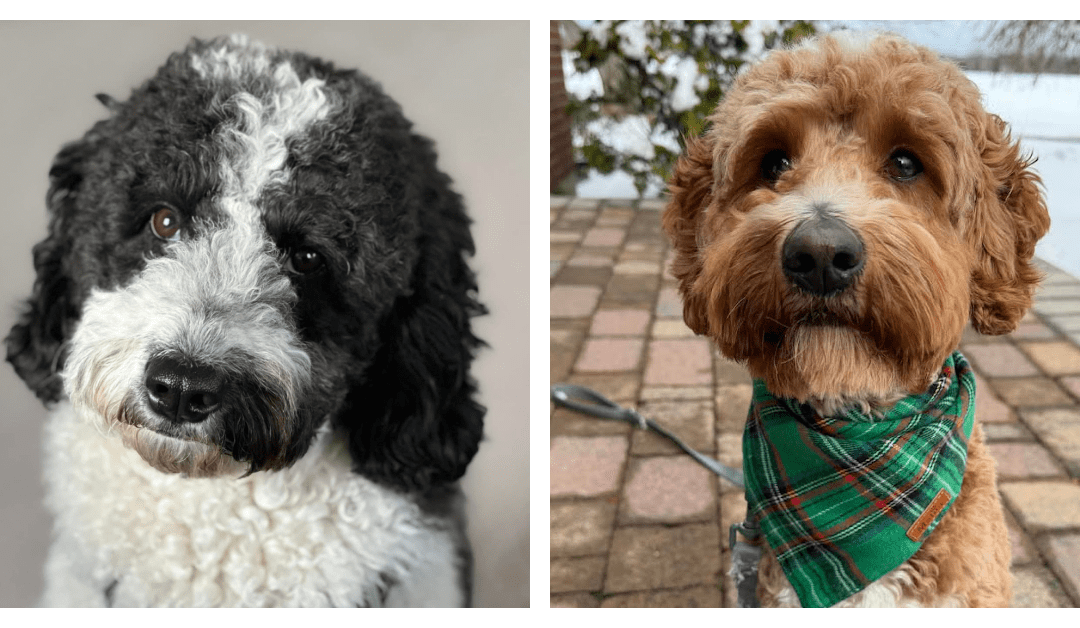 Glow + Snickerdoodle