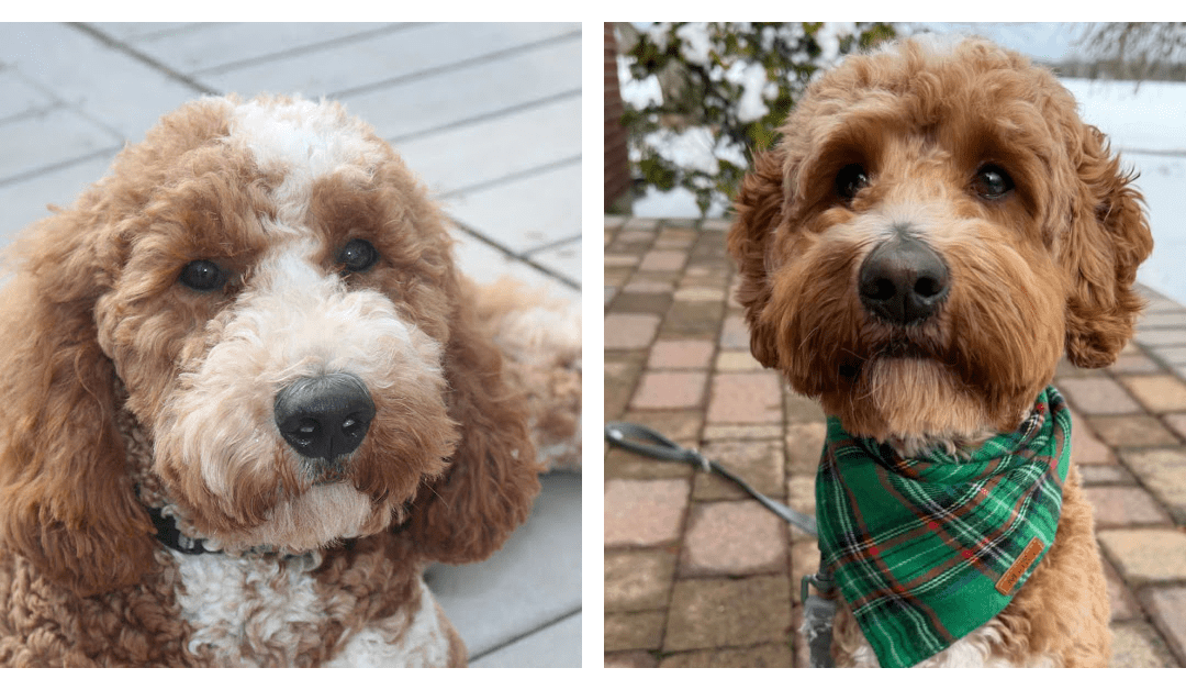 Maya + Snickerdoodle