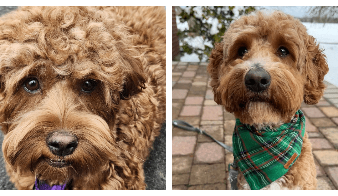 Leeli + Snickerdoodle