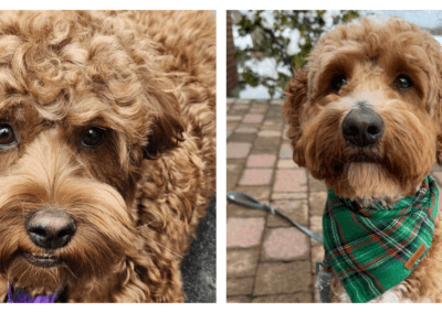 Leeli + Snickerdoodle