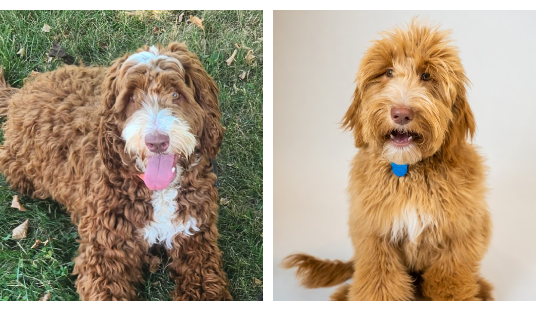 Bexley + Ziggy